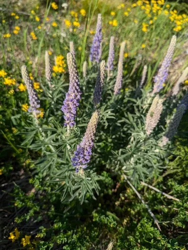 Velvet Lupine