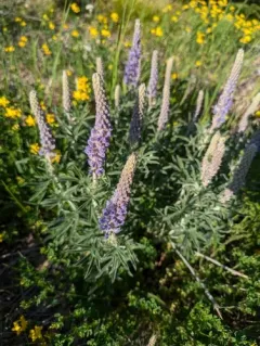 Velvet Lupine thumbnail 1