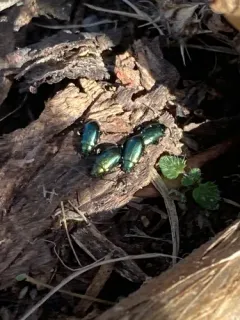 Blue Dock Beetle thumbnail 4
