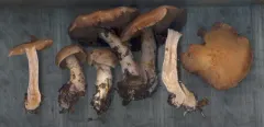Cortinarius simulatus thumbnail 2