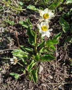 Rocky mountain marsh-marigold thumbnail 2