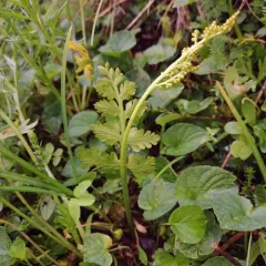 northwestern moonwort thumbnail 2