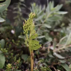 Alaska moonwort thumbnail 4