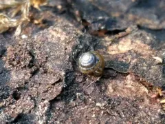 Tawny Glass-snail thumbnail 2