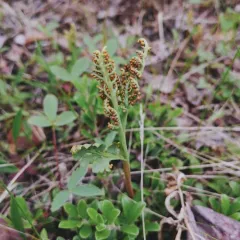 stalked moonwort thumbnail 4