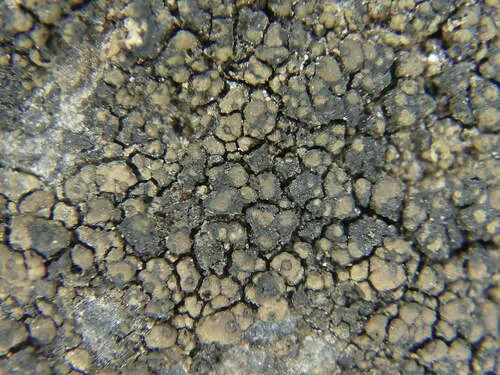 Drummond's rock pimple lichen