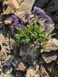 Lyall's Phacelia thumbnail 4