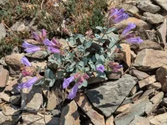 Mountain Penstemon thumbnail 3