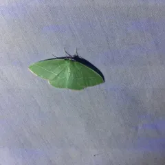 Single-lined Emerald thumbnail 2