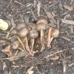 Psilocybe stuntzii thumbnail 3