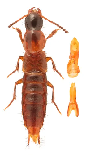 Quedius uteanus