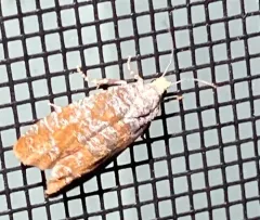 Pitch Twig Moth thumbnail 3