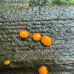 Jelly Spot Fungus thumbnail 4