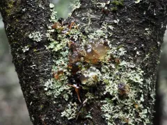 Hakea Gummosis Fungus thumbnail 2