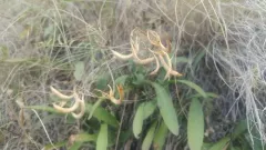 Asotin Milkvetch thumbnail 2
