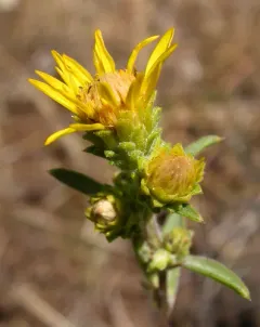 Del Norte Haplopappus thumbnail 3