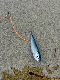 Pacific Jack Mackerel thumbnail 3