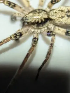 Anyphaena aperta thumbnail 2