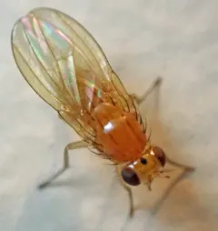 Camptoprosopella slossonae thumbnail 2