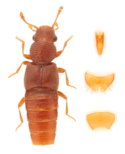 Euaesthetus iripennis