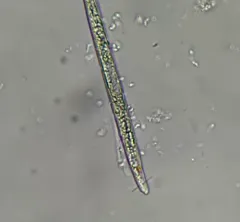 Lepocinclis acus thumbnail 3