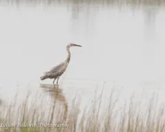 Reddish Egret thumbnail 3