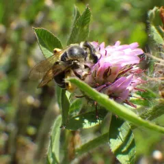 Wilke's Mining Bee thumbnail 1