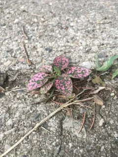 Polka Dot Plant thumbnail 2