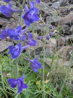 Delphinium glaucescens thumbnail 4