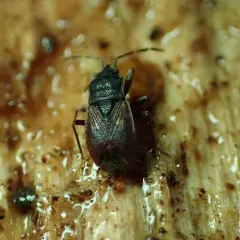 brown groundbug thumbnail 1