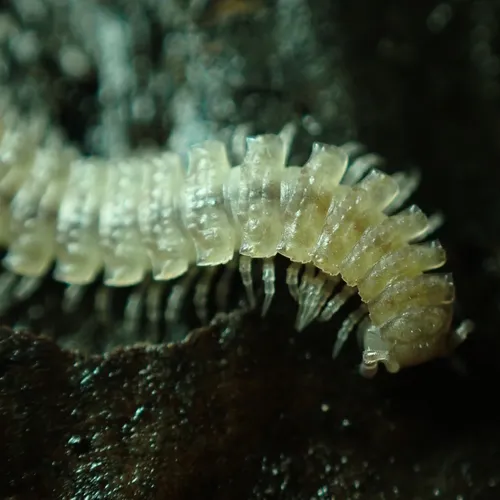 Common Flat-backed Millipede