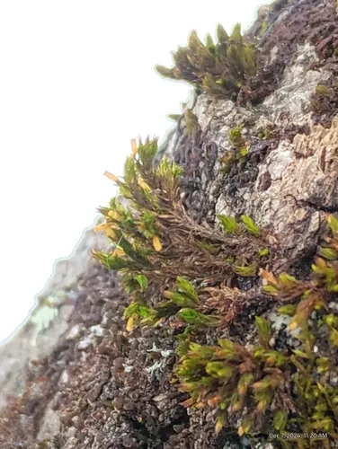 Showy Bristle Moss