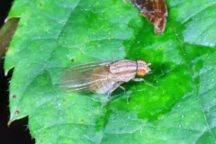 Poecilolycia browni thumbnail 2