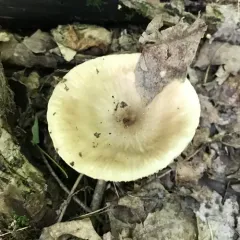 Beech Rooter photo