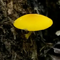 Yellow Deer Mushroom thumbnail 3