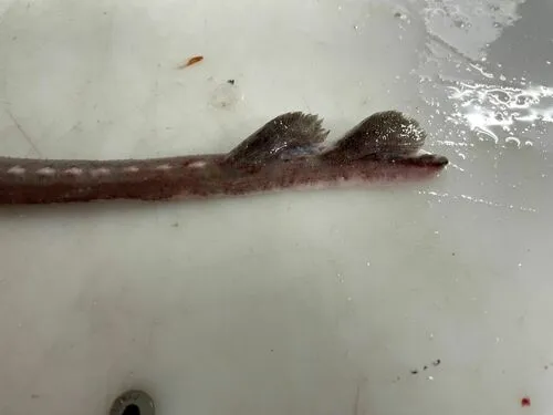 Abyssal Skate