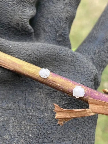 Indian Wax Scale