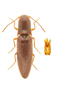 Oblong-necked Click Beetle thumbnail 1