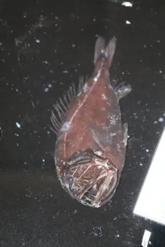 Fangtooth thumbnail 3