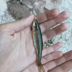 Redside Dace thumbnail 4