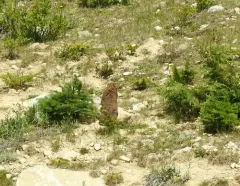 Vancouver Island Marmot thumbnail 1