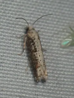 Suleima cinerodorsana thumbnail 3