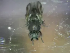 Rachispoda fumipennis thumbnail 2