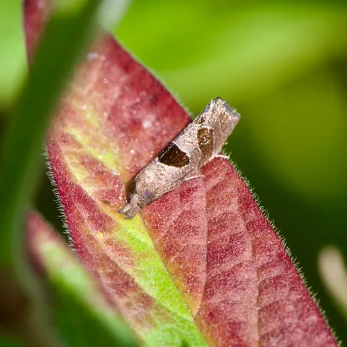 Triangle-backed Pelochrista Moth