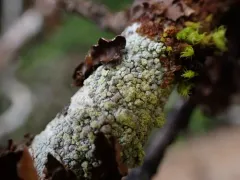 Coccotrema pocillarium thumbnail 4
