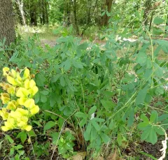 Yellow Wild Indigo thumbnail 2