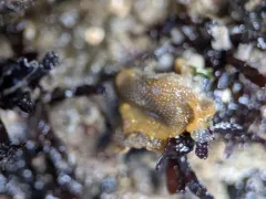 northern fluted bryozoan thumbnail 3