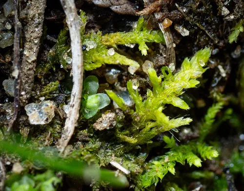Thuidium allenii