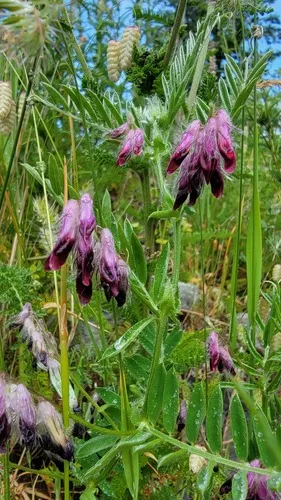 reddish tufted vetch