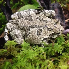 Gray Treefrog thumbnail 2